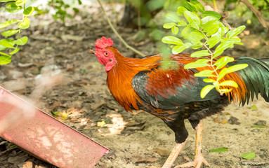 chicken in garden
