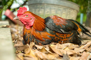 chicken in garden