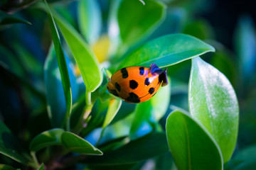Ladybug