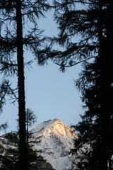misty mountain view seen through trees and fog
