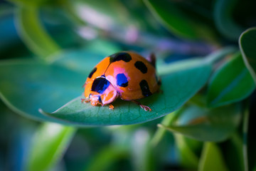 Ladybug