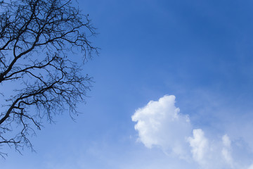Dry tree with blue sky.