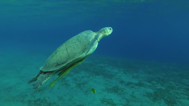 Leucism - Big male Green Sea Turtle with Remora fish and Golden Trevally slowly emerges to surface of water to breathe, Red sea, Marsa Alam, Abu Dabab, Egypt
