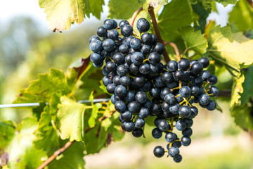 Grapes of red vine on vineyeard