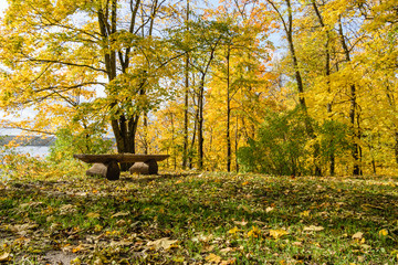 sunny morning in the woods. forest with tree trunks