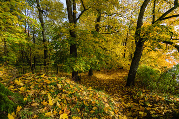 sunny morning in the woods. forest with tree trunks