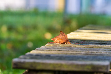 Autumn leaf lies on the bench in autumn