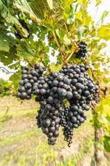 Grapes of red vine on vineyeard