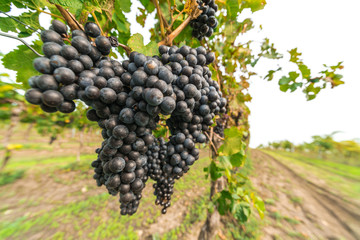 Grapes of red vine on vineyeard