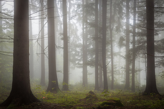 Fototapeta Morning fog on the forest somewhere in europe