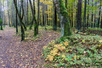 Misty morning in the woods. forest with tree trunks