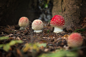 Amanita muscaria inedible fungus