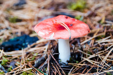 Mushroom Russula growing on needle-encrusted moss