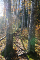 Obraz premium sunny morning in the woods. forest with tree trunks