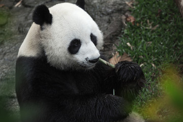 Fototapeta premium portrait of nice panda bear eating in summer environment