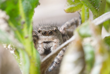 Macro photography of jumping spider in nature 