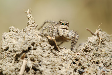 Macro photography of jumping spider in nature 