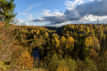 panoramic view of autumn forest