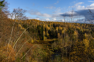 panoramic view of autumn forest