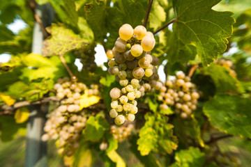 Fototapeta na wymiar Grapes of whitte vine on vineyeard
