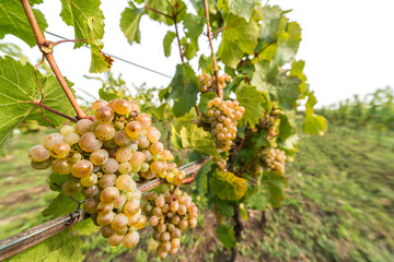 Grapes of whitte vine on vineyeard