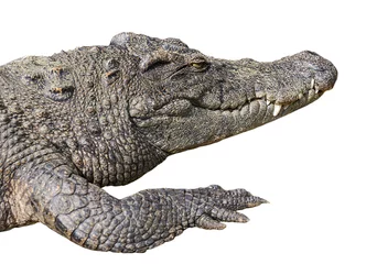 Photo sur Plexiglas Crocodile crocodile open eye
