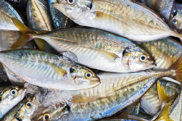 Seafood on ice at the fish market