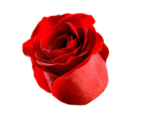 flower rose red isolated