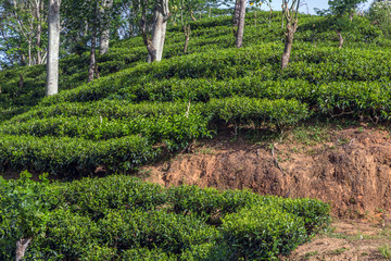 Green tea leaves background bushes