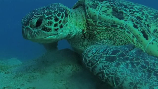 Big Green Sea Turtle (Chelonia mydas) eats the sea grass on a sandy bottom, Red sea, Marsa Alam, Abu Dabab, Egypt
