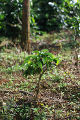 Coffee bean coffee cherries or coffee berries on Arabica coffee tree