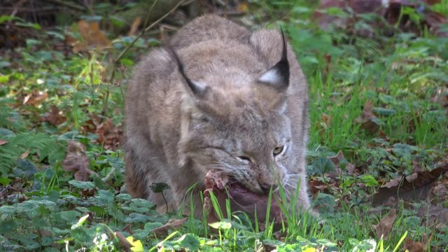 Luchs, Lynx, Raubtier, fressen, Hunger, Fleisch, kauen, Nahrungsaufnahme, Wildtier, 4K