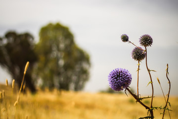 Thorns in a hot summer field © Benny