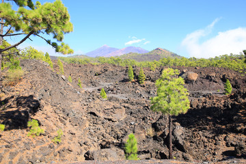 Fototapeta na wymiar El Teide National Park on Tenerife Island, Canary Islands, Spain
