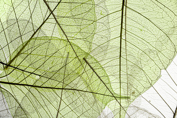 Naklejka na ściany i meble a leaf texture close up isolated on white