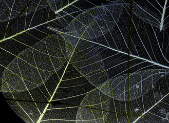 a leaf texture close up isolated on black