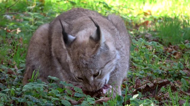Luchs, Lynx, Raubtier, fressen, Hunger, Fleisch, kauen, Nahrungsaufnahme, Wildtier, 4K