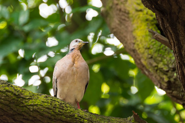A bird resting in isolation on a rock
