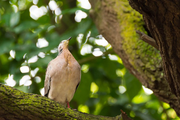 A bird resting in isolation on a rock