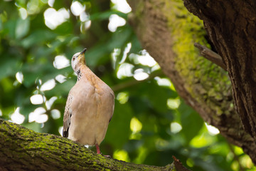 A bird resting in isolation on a rock