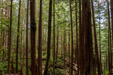 Mächtige Bäume im Avatar Grove bei Port Renfrew auf Vancouver Island, British Columbia, Kanada.