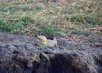 Krokodil