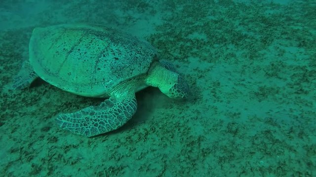 Leucism - Big male Green Sea Turtle (Chelonia mydas) eats the sea grass on a sandy bottom, Red sea, Marsa Alam, Abu Dabab, Egypt
