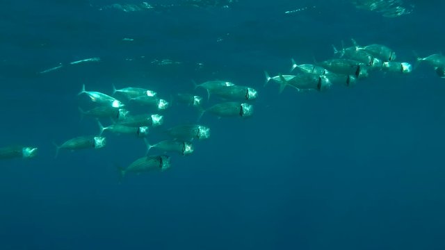 School of Indian Mackerel (Rastrelliger kanagurta)  feeds plankton under surface water, Red sea, Marsa Alam, Abu Dabab, Egypt

