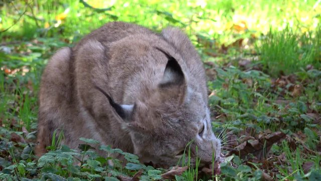 Luchs, Lynx, Raubtier, fressen, Hunger, Fleisch, kauen, Nahrungsaufnahme, Wildtier, 4K