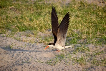 Braunmantel-Scherenschnabel