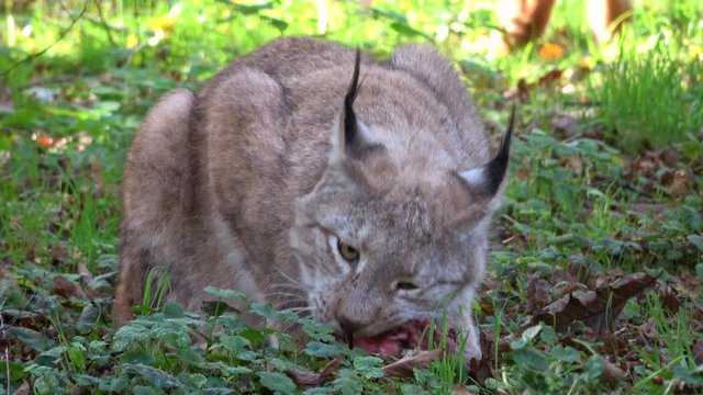 Luchs, Lynx, Raubtier, fressen, Hunger, Fleisch, kauen, Nahrungsaufnahme, Wildtier, 4K