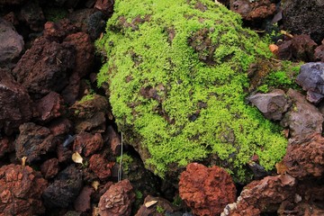 Fototapeta premium mousse sur pouzzolane