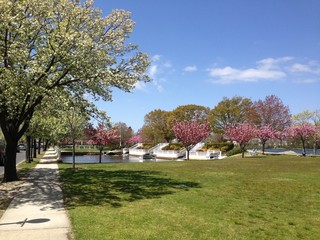Trees in bloom on a spring day by the lake