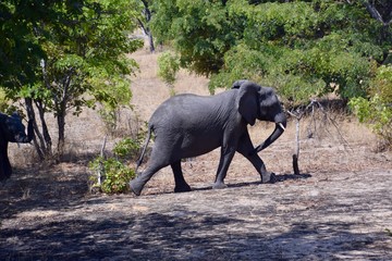 Elefant - Nationalpark - Namibia - Afrika